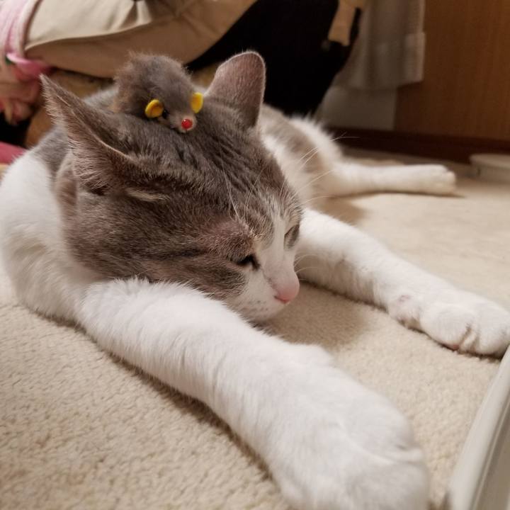 737616d8 53f9 49ce a322 d0100c80aadd 1614939529710