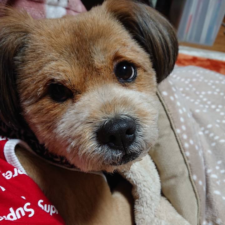 73774bdc 0387 45d1 92d4 0255ab76e08c 1550220766877