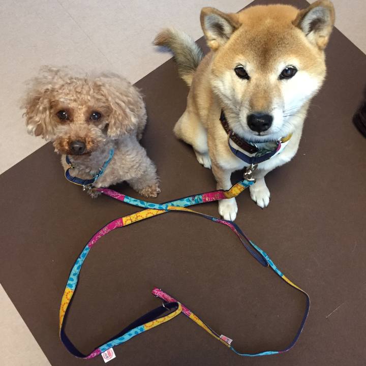 73780019 42df 4ca0 91a5 8dc0a2ce4ffa 1508567339123