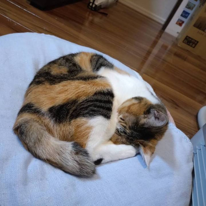 737ad26b f0b8 4661 b932 ac6baa0699e5 1764156739393