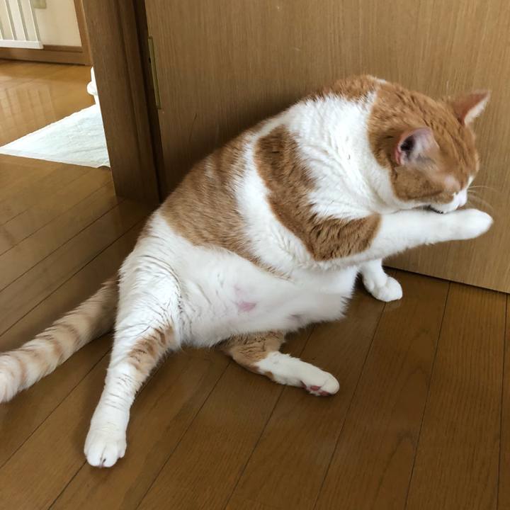 737f69fe ee6b 4ca1 ab83 5f09ade6238d 1559277615409