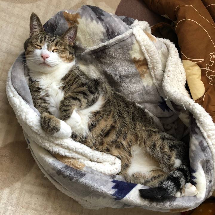 737fdfbc a324 46fc bd6c a7e30ac3cc22 1605575361154