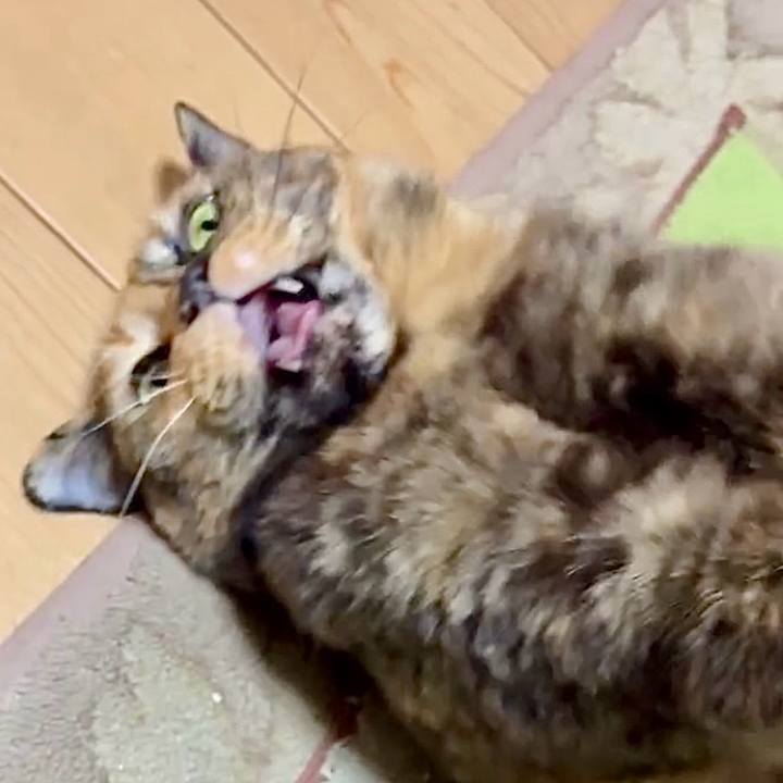 73849e58 1027 4b77 858b 9b62980529b5 1763669692193