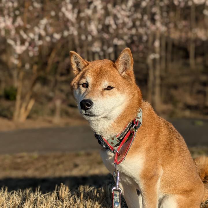 7388cd56 4494 44e6 92f0 9a1fdab9ecc3 1741619206788