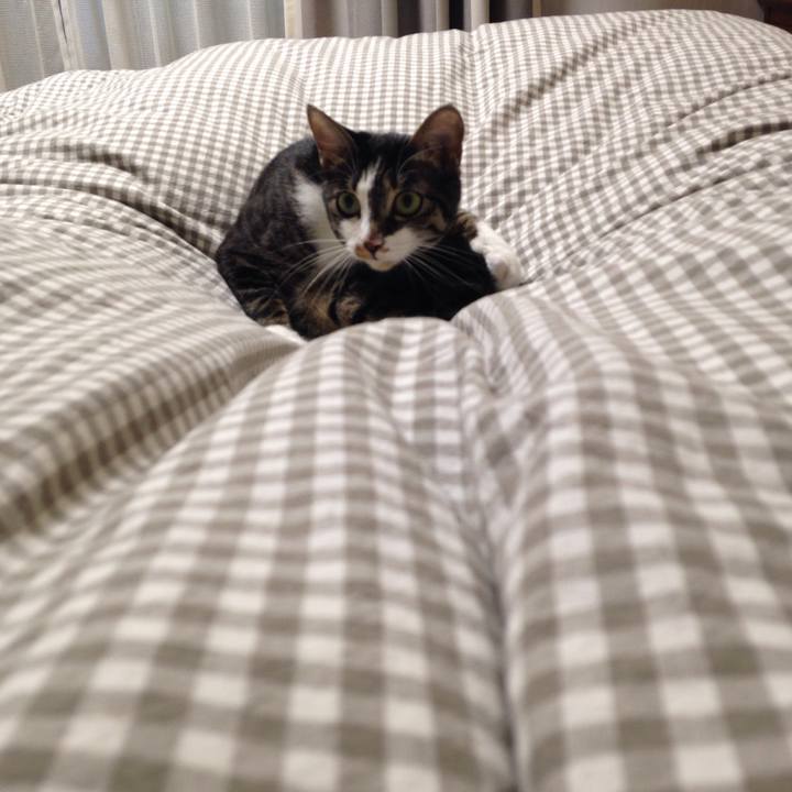 738a93d7 433c 43a0 b48c 57f6afebf46f 1512111501406