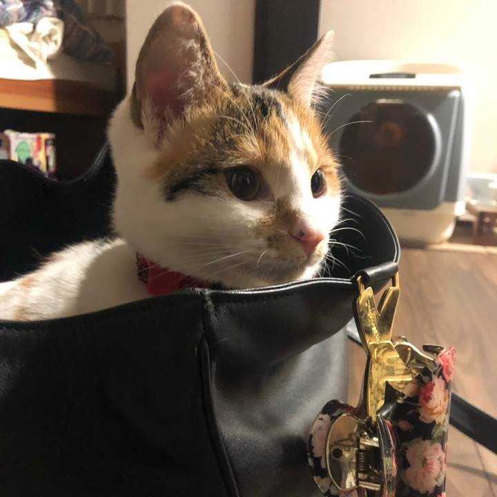 738c285a dced 46bc bf85 158383926c95 1575848064945