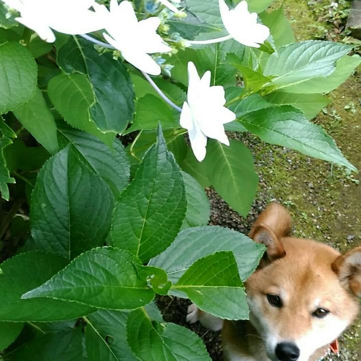 738d681c f02d 435f 9c0e d0d5a20f2820 1528594295509