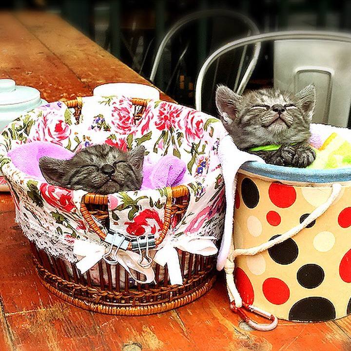 738dcbe4 e301 4602 b936 a7682d1d8391 1521773138111