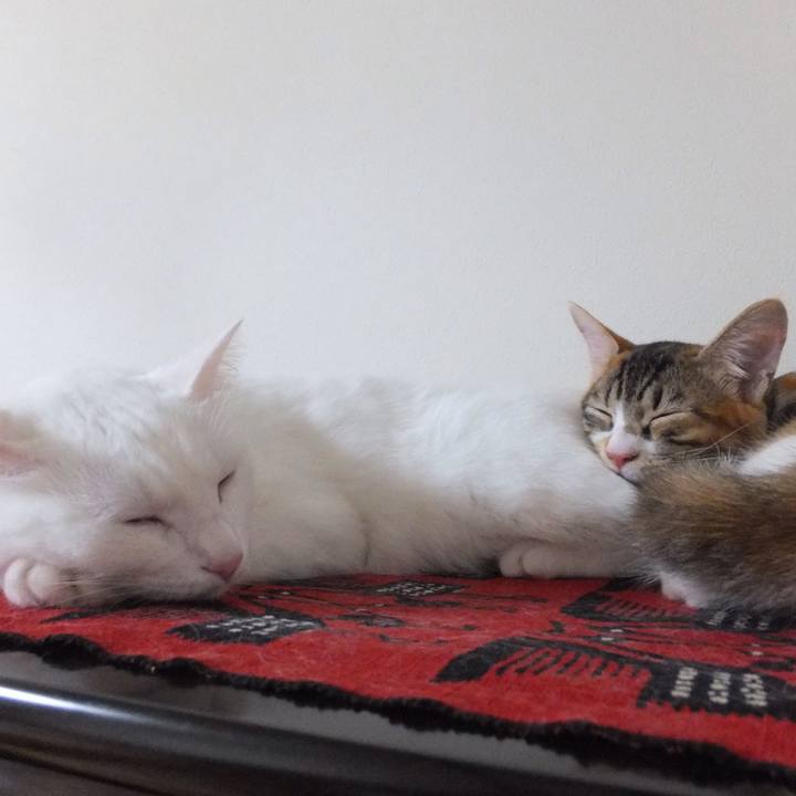 738fe5df 03b9 4822 a9a0 7b7ab94b013f 1632797572956