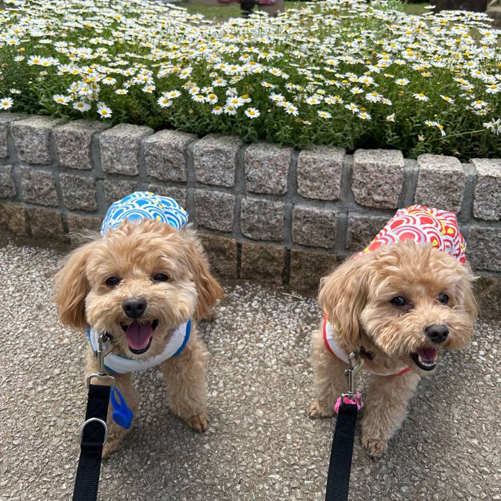 7390718f 0a3e 4273 9f44 a1ea807a3203 1746424058907