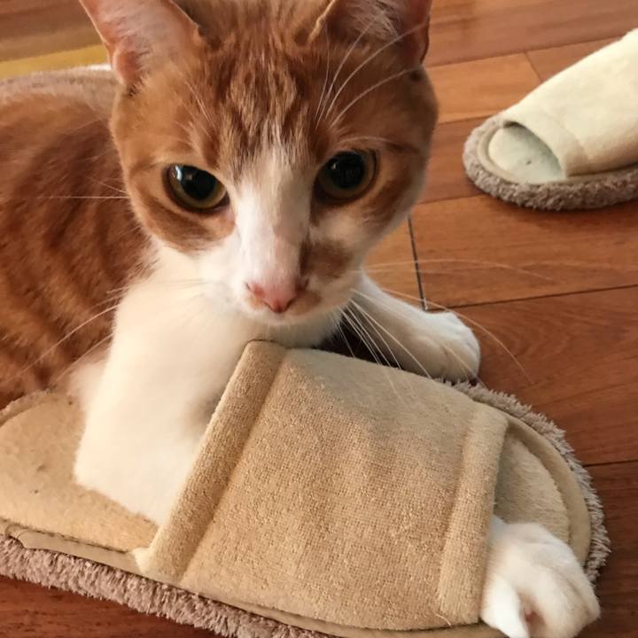 739224fa a0ff 415b 84cf 0489a2d1add7 1554372639685