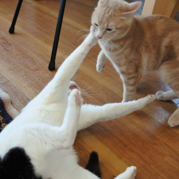 7393e88a c89b 49ff 88a3 a3960807b07d 1552980057612