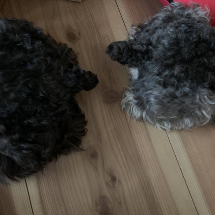 7394f8f9 66d9 4220 9ca0 58daac0ccdb3 1597185725825