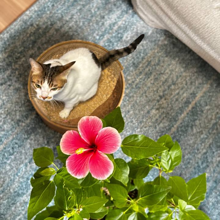 739d1e08 3c85 4c52 95be 245be72593cd 1756088185536