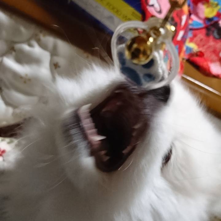 739f34ef 79a5 4bdc aa3f 20e8e39bd14c 1546574428305