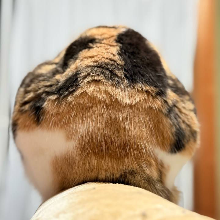 739fb31f 47fb 4871 940e ed758fcf5186 1766973011066