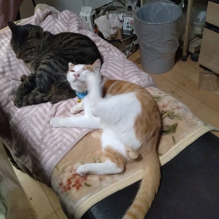 739fef3f b982 465a 8a78 b157de58e669 1733826079190