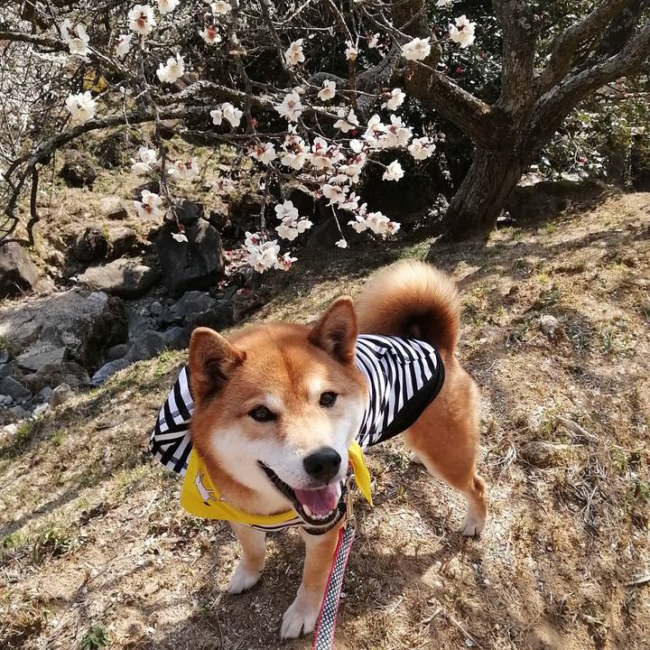 73a529aa 81d5 4666 b09d 17f947de8024 1583057673313