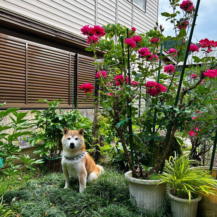 73a66c2f 08ca 4686 a03d a90ccf81ddc5 1717416122013