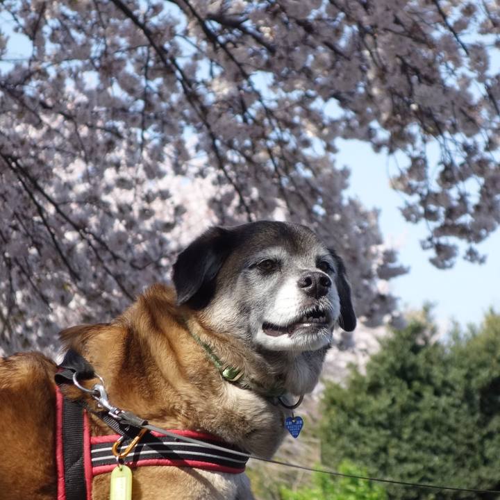 73a96138 cb78 4c51 ad65 3067c7769c89 1554513916670