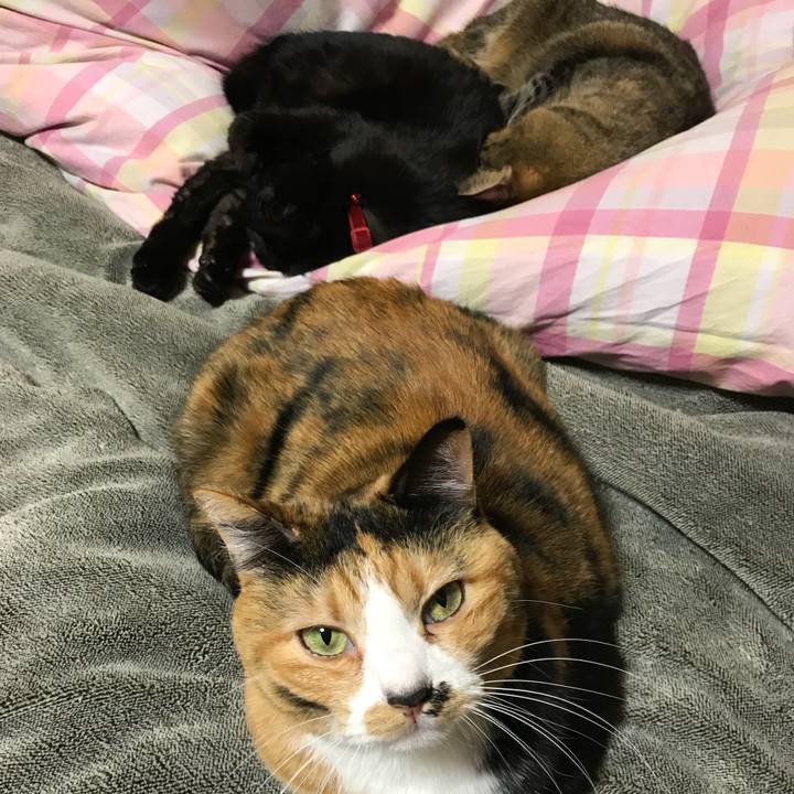 73ab5604 fc1d 48b5 b11a 9946f1d14020 1544752351150