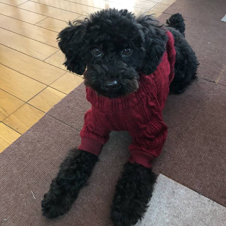 73aeeda9 ff6a 48cf 9151 63cc1055aa9f 1513505686184