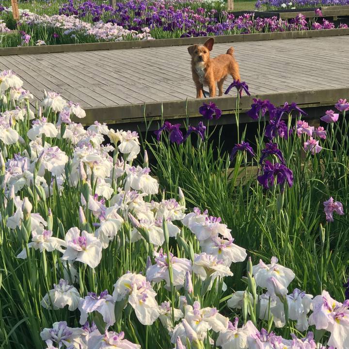 73b45a6f c7e3 479f 9014 c89f7cc58b68 1529837603266