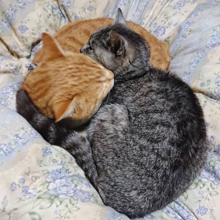 73b64121 8089 4d4f a11f bf8ff4b73040 1575721620247