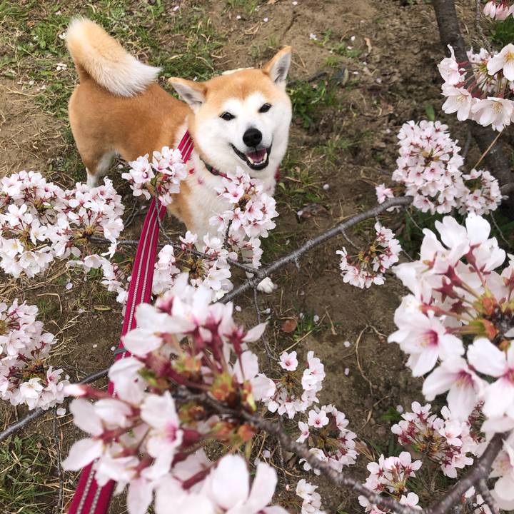 73ba310d dcb3 4d92 a3f6 ee019481584b 1648959886149