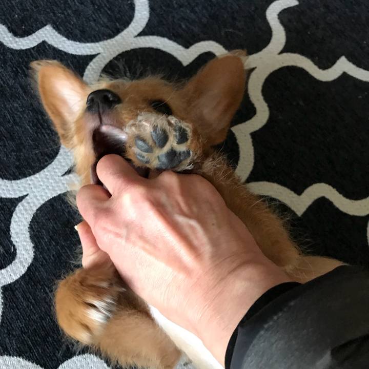 73bab0da b531 4a2f b33b 100c29716953 1517284175161