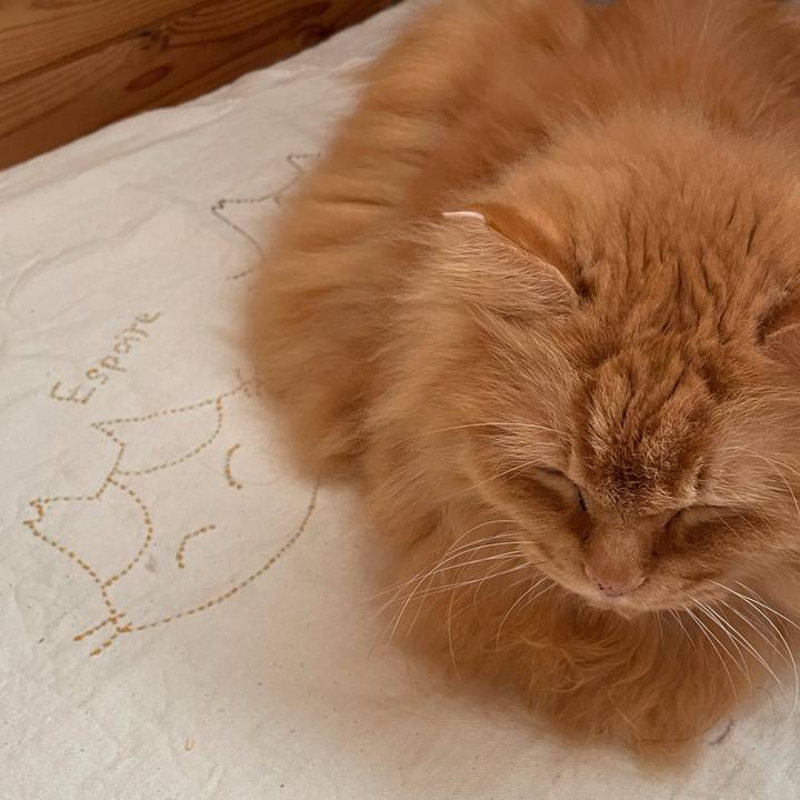 73bab77d c8e8 4d38 abbc 3b4720af9f2a 1727906621275