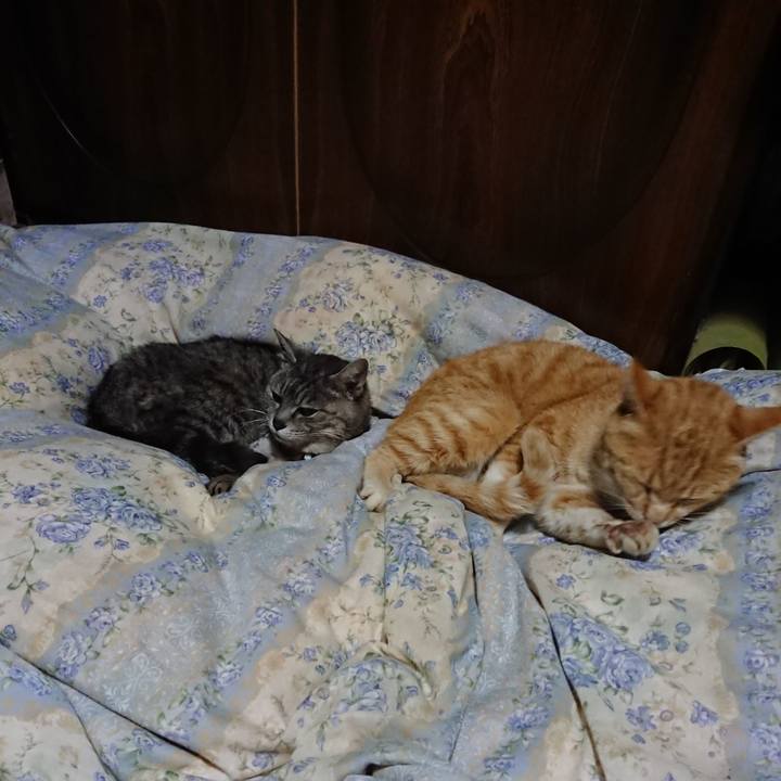 73baff0b 87ba 4bb1 8076 58d5d1e1f307 1589111924711