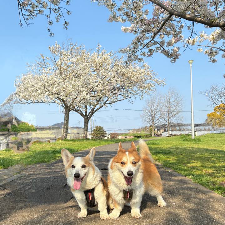 73bb49bb df29 44b3 a3c5 57e8845aaf7e 1774744034664