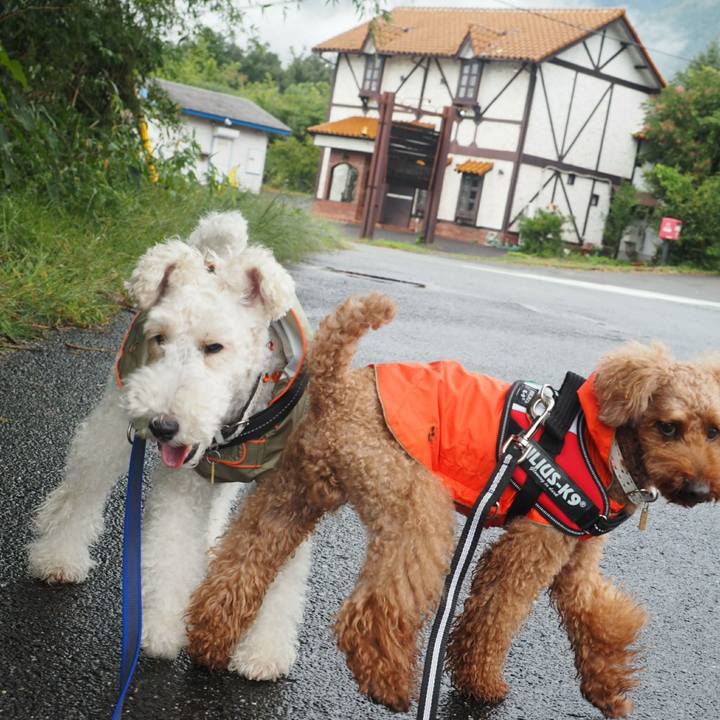 73bd75ae f7ad 47c1 9469 e089daf8fe55 1507382908373