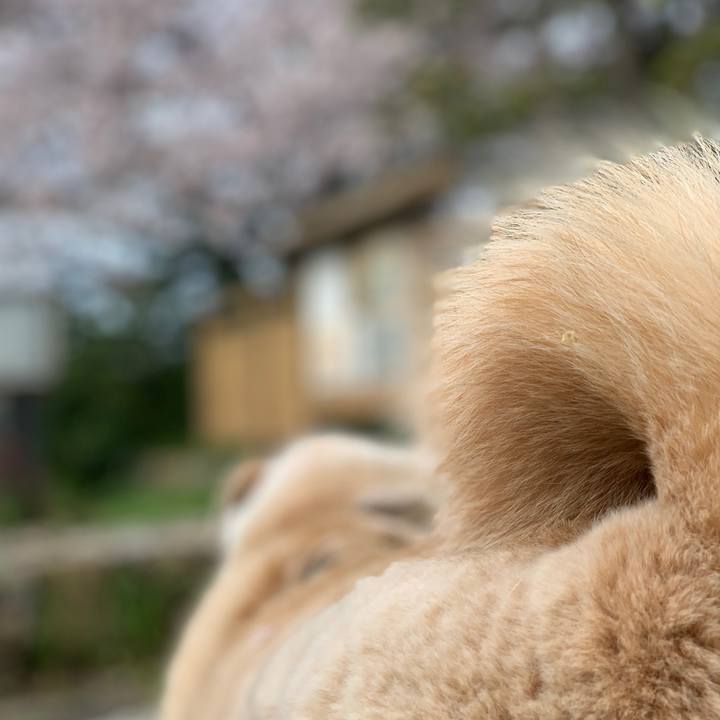 73c04da8 ab22 4020 9ccf 7c2ab4f76194 1586575532510