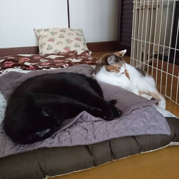 73c303bb 501d 4db9 9c5f 66ea4547e2fb 1546233563468