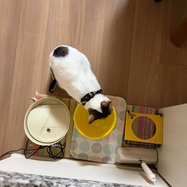 73c4c169 54d1 4945 90d5 fdd5fba6090a 1769916539841