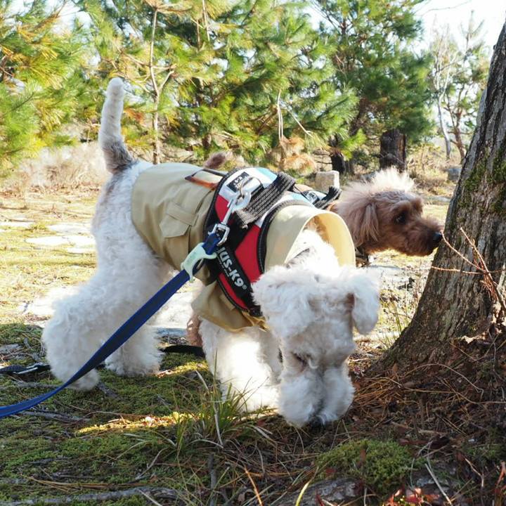 73ca213a d8d9 4225 8638 392e1cea9f94 1512893412935