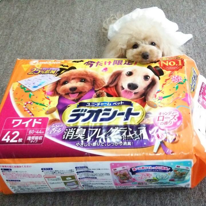 73cc3370 5d9c 4b8c 86ec 022efd3cd2bf 1537259956064