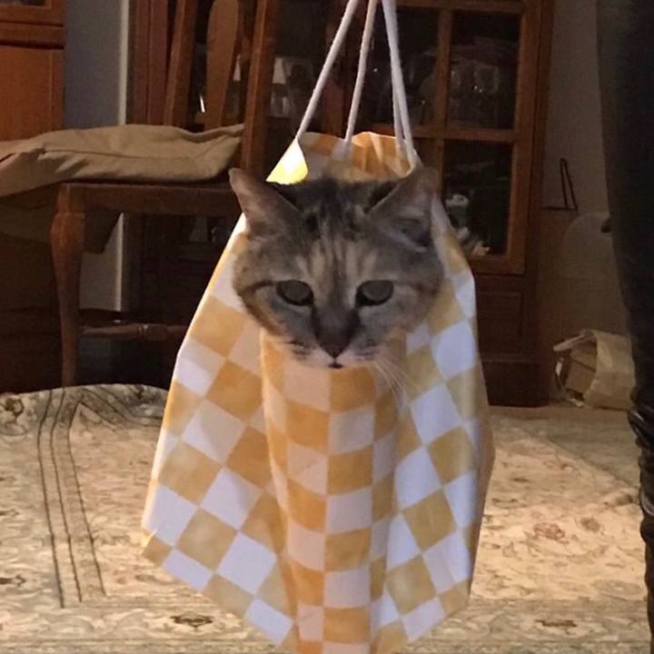 73cc51da e442 49f0 b224 adcf9b1598e6 1550837745630