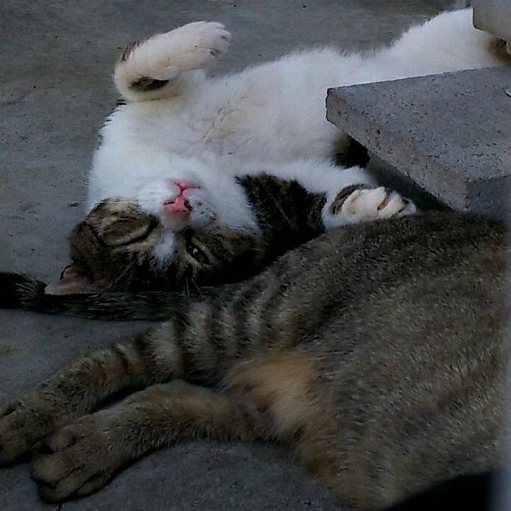 73cf6a23 5856 4eef a36a 263ea6da6c1a 1534929022538