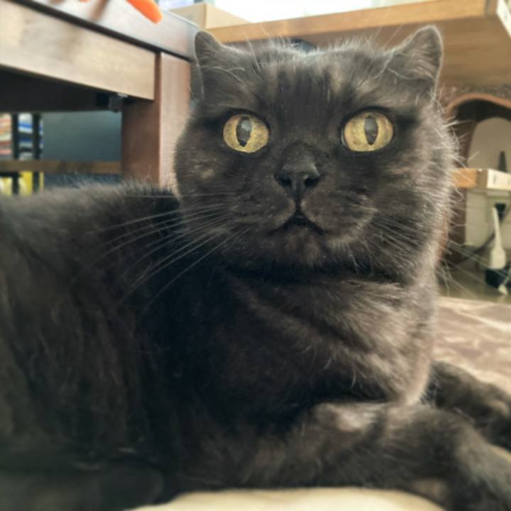 73d16451 c987 41ea 9e64 1ab8a5d4b5d8 1597065951606