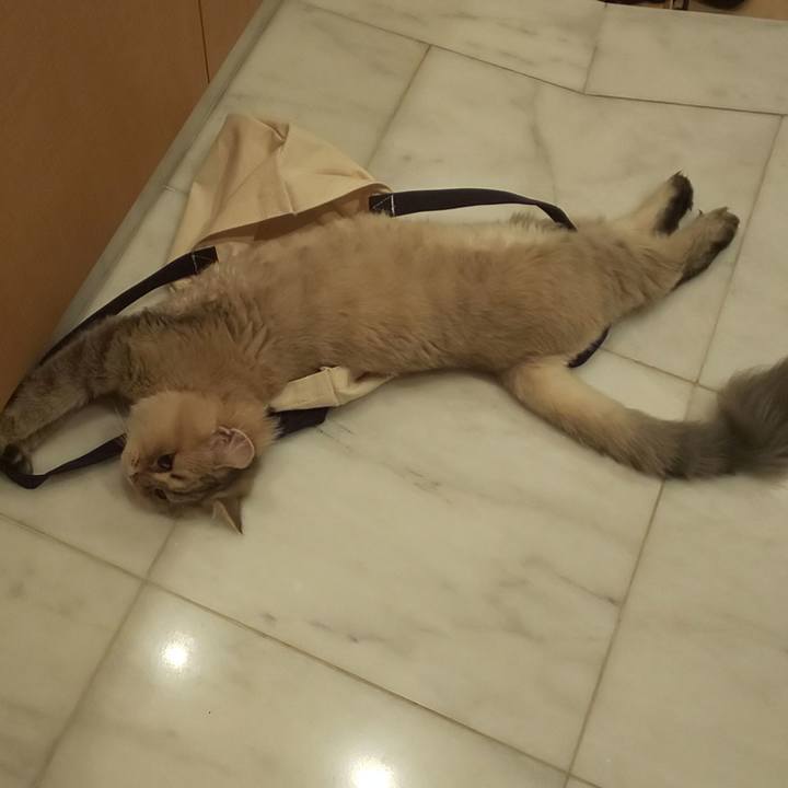 73d2c08a 8685 4273 9331 7e9a26230093 1567857926186