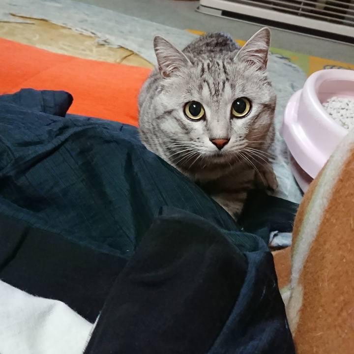 73da616a ea3c 4f85 bdf5 f93a906e2ffa 1543670415735