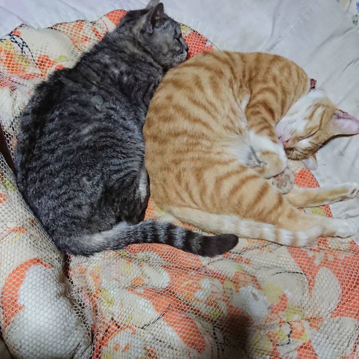 73df681c fc07 404f b488 9e05f8e9133b 1562679901549