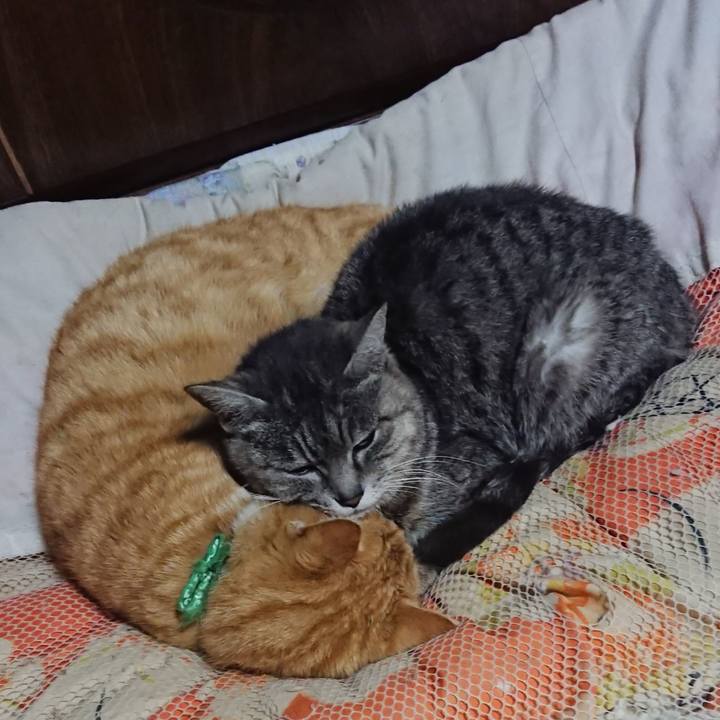 73dfdcc6 29fa 4432 867e a19318205e92 1585572248477