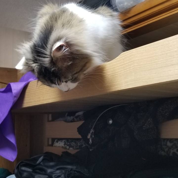 73e0e1c5 39c5 463a 9e94 e1af91731776 1589459568252