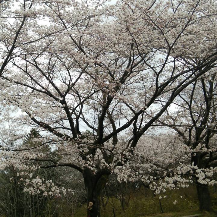 73e0e99d 7973 47d1 b3bf a33d4438769f 1523094161643