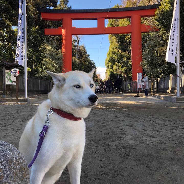 73e4e046 4a7e 43a8 843b 728a949eb012 1514782871054