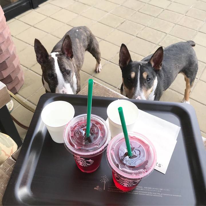 73e568c1 9535 4e2e b633 cd16bc3d3426 1526470564134